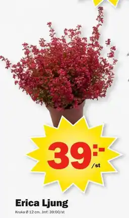 Pekås Erica Ljung erbjuda