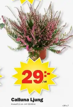 Pekås Calluna Ljung erbjuda