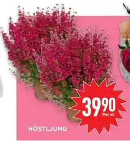 Willys Hemma HÖSTLJUNG erbjuda