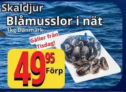 Supergrossen Blåmusslor i nät erbjuda