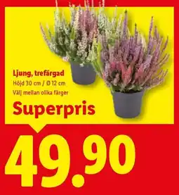 Lidl Ljung, trefärgad erbjuda