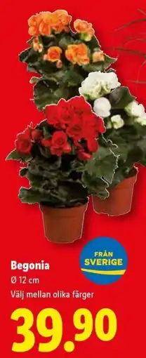 Lidl Begonia erbjuda