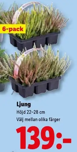 Lidl Ljung erbjuda