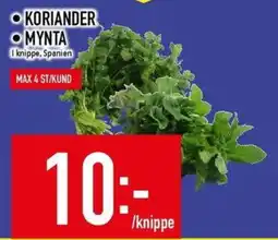Matdax Koriander mynta erbjuda