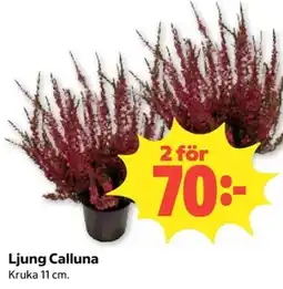 Coop Ljung Calluna erbjuda