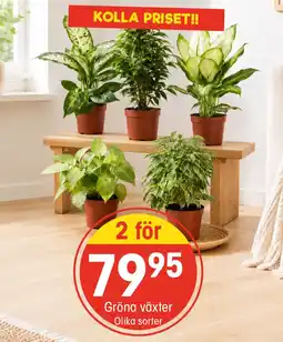 EKO Gröna växter erbjuda