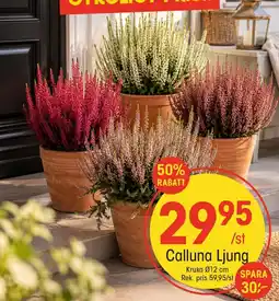 EKO Calluna Ljung erbjuda