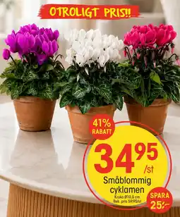 EKO Småblommig cyklamen erbjuda