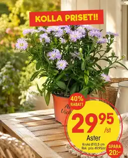 EKO Aster erbjuda
