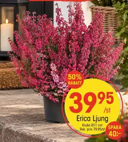 EKO Erica Ljung erbjuda