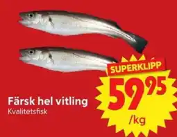 Nya Pulsen Färsk hel vitling erbjuda