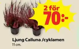 Stora Coop Ljung Calluna /cyklamen erbjuda