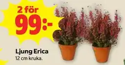 Stora Coop Ljung Erica erbjuda
