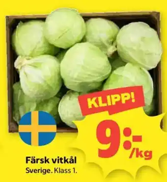 Färsk vitkål