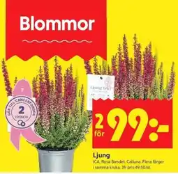 ICA Kvantum Blommor Ljung erbjuda