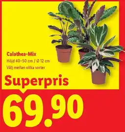 Lidl Calathea-Mix erbjuda