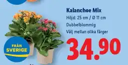 Lidl Kalanchoe Mix erbjuda