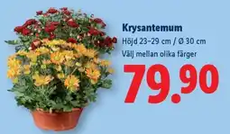 Lidl Krysantemum erbjuda
