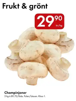 Snabbgross Champinjoner erbjuda