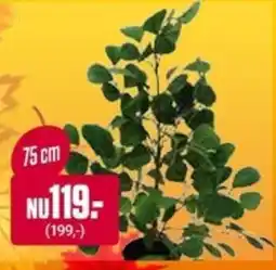 ÖoB 75 cm erbjuda