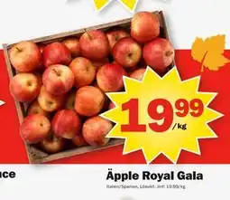 Pekås Äpple Royal Gala erbjuda