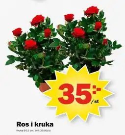 Pekås Ros i kruka erbjuda