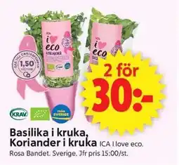 ICA Supermarket Basilika i kruka, Koriander i kruka erbjuda