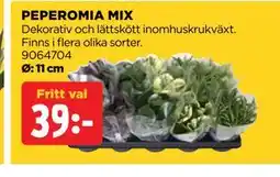 Jem&Fix PEPEROMIA MIX erbjuda