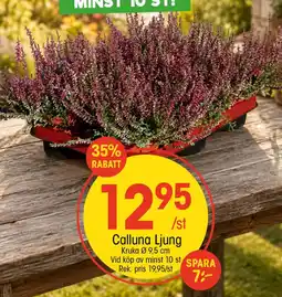 EKO Calluna Ljung erbjuda