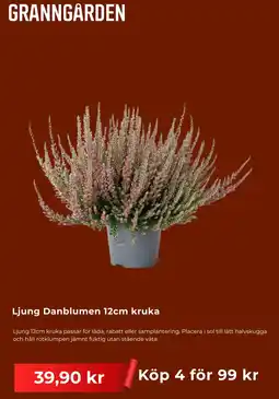 Granngården Granngården Ljung Danblumen 12cm kruka erbjuda