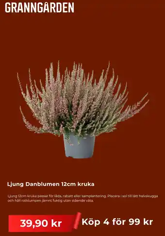 Granngården Ljung Danblumen 12cm kruka
