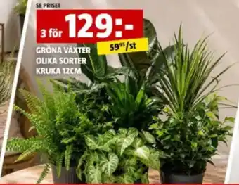 Gröna växter