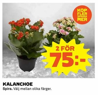 Coop Daglivs Kalanchoe erbjuda