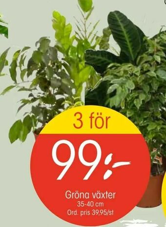 EKO Gröna växter. erbjuda