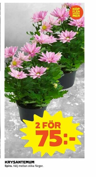 Coop Extra Krysantemum erbjuda