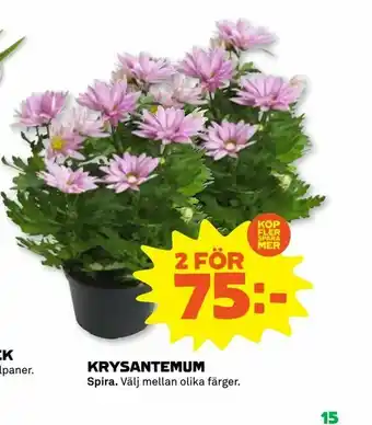 Krysantemum