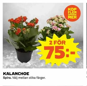 Coop Kalanchoe erbjuda