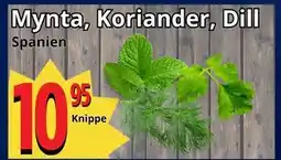 Supergrossen Mynta, Koriander, Dill erbjuda