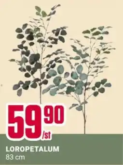ÖoB Loropetalum erbjuda
