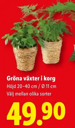 Lidl Gröna växter i korg erbjuda