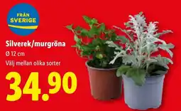Lidl Silverek/murgröna erbjuda