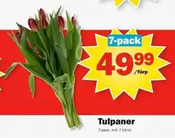 Pekås Tulpaner erbjuda
