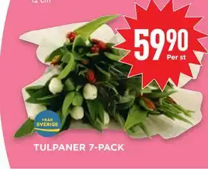 TULPANER 7-PACK