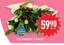 Willys Hemma TULPANER 7-PACK erbjuda