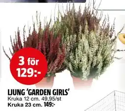Bauhaus LJUNG 'GARDEN GIRLS' erbjuda