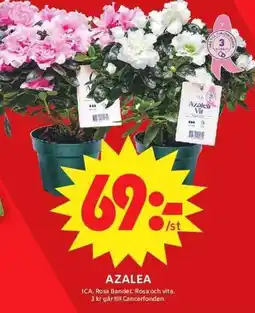 ICA Maxi Ica azalea erbjuda