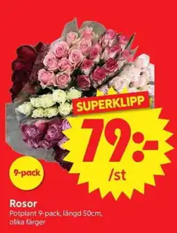 Nya Pulsen Rosor erbjuda