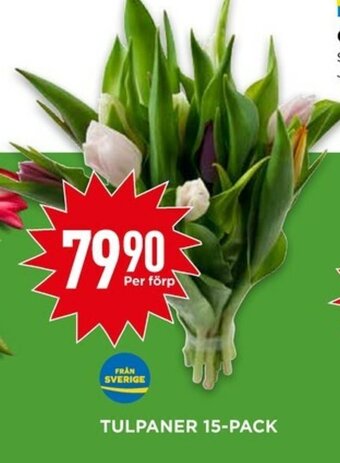 Willys Tulpaner 15-pack erbjuda