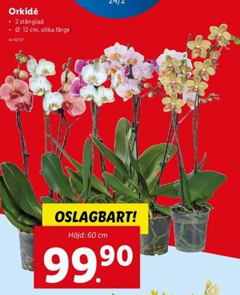 Lidl Orkidé erbjuda