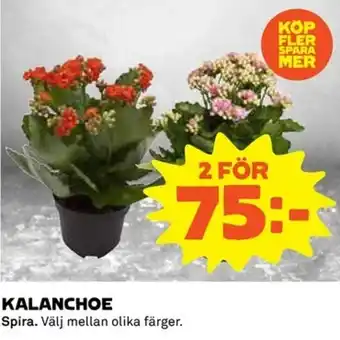 Spira Kalanchoe